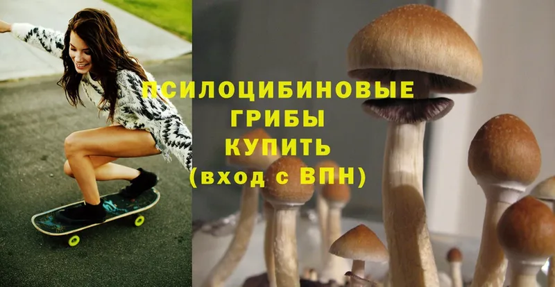 Псилоцибиновые грибы Cubensis  мориарти формула  Ивантеевка 